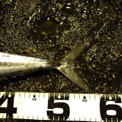 サゴシカッター連発